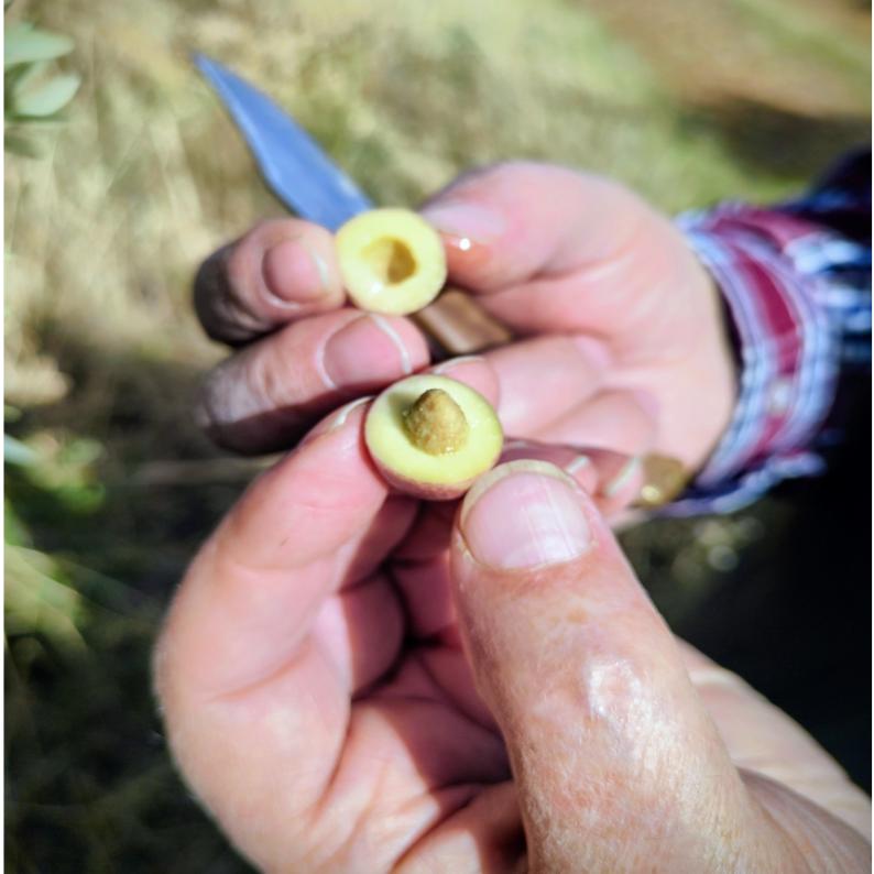 AOVE Ecológico (250 ml)