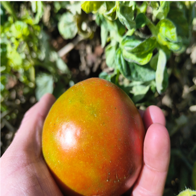 Tomate Natural (Caja 3 Kg)